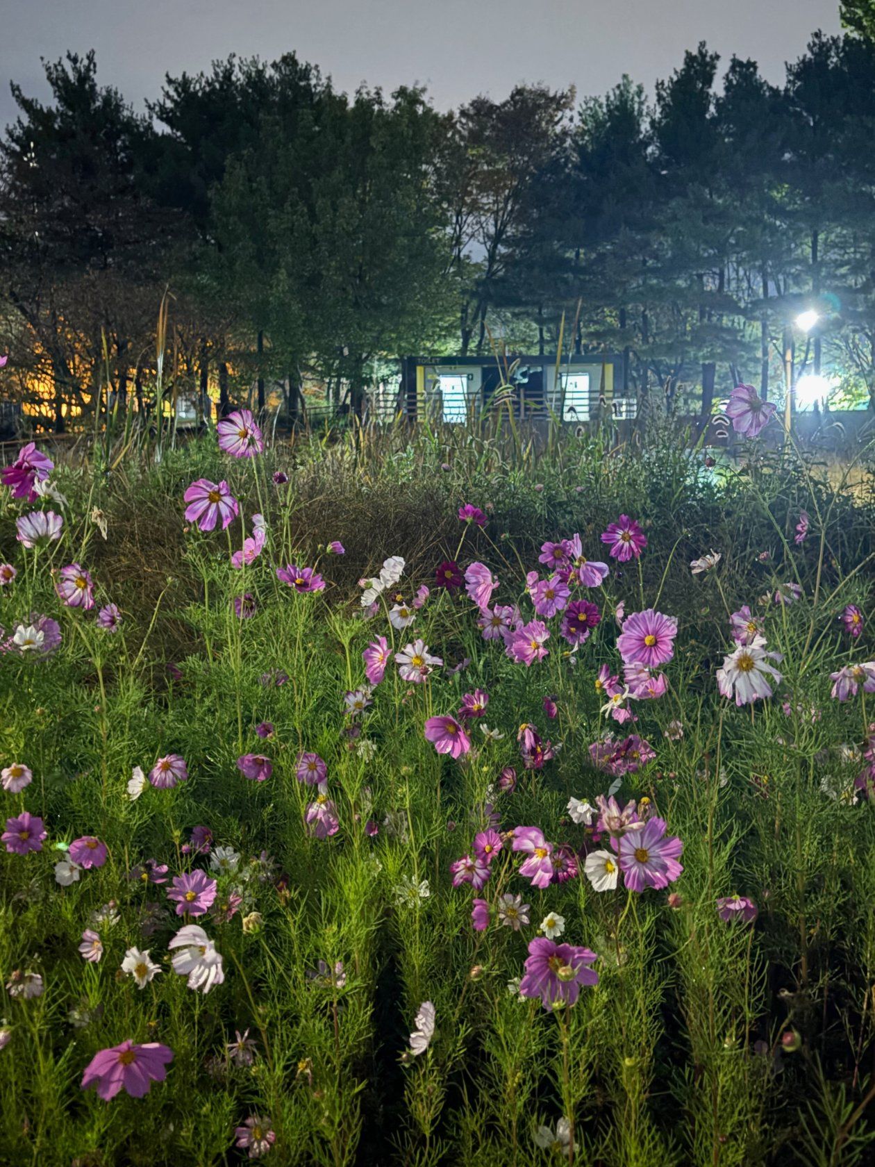가을밤의 코스모스